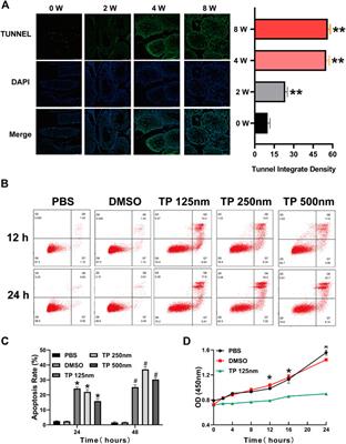 Triptolide Induces Leydig Cell Apoptosis by Disrupting Mitochondrial Dynamics in Rats